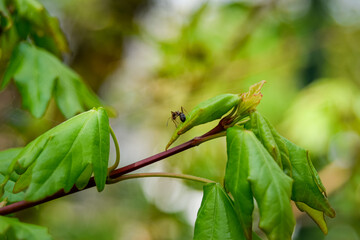 green leaves on a branch