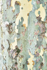 Beautiful tree bark texture image