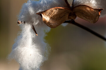 cotton waiting to be picked in the cotton field