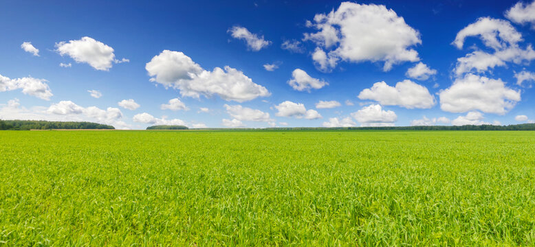 Panoramic photo of landscape blue sky and fresh green grass
