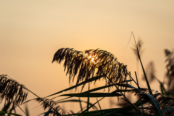 sunrise through marsh grass