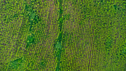 Aerial view of Eucalyptus plantation in Thailand. Aerial capture with drone.