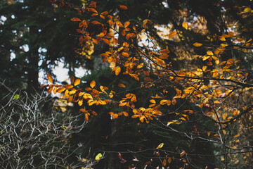 Forest with golden yellow leaves in autumn
