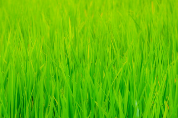 Close-up view of organic rice field growth in the morning in rural Thailand. Beautiful rice fields with bright sunlight.