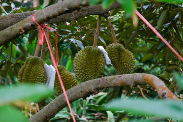 Durians hanging on a tall tree in the garden. Fresh durian fruit on a tree in orchard, tropical...