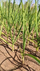 Green field of young garlic crop