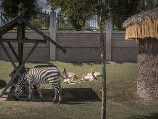 zebra in the zoo