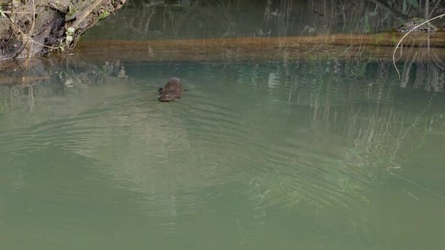 a tracking shot of a platypus swimming towards a riverbank of the broken river at eungella national park of queensland , australia