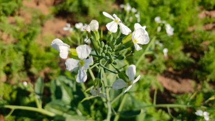 White flowers of radish crop, close up view