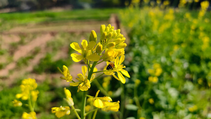 Obraz premium Honey bee collecting nectar from yellow mustard crop flowers