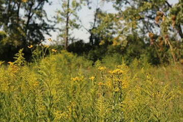 field of flowers