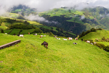 cows in the mountains