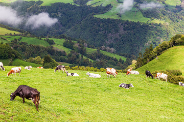 Fototapeta premium cows grazing in the mountains