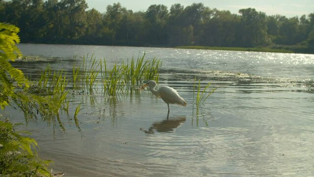 White heron known as eastern great egret standing in shallow water of lake, hunting and eating small freshwater fish, spearing prey with its bill in rays of warm summer sunset.