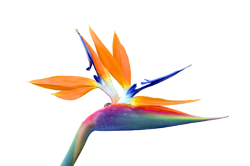Bird of paradise flower
