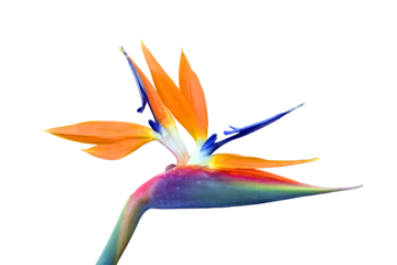 Fototapete Blumen Bird of paradise flower  © Peter