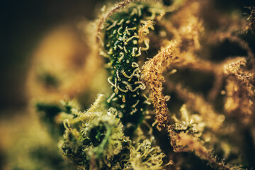 MAcro view of Cannabis flower, close up of trichomes and pistils.