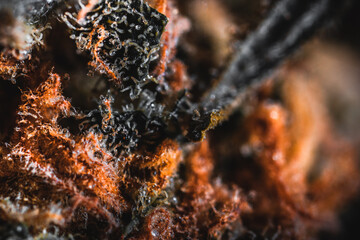 MAcro view of Cannabis flower, close up of trichomes and pistils.