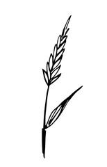 Hand-drawn simple vector drawing in black outline. Spikelet of wheat, cereals, organic plant cultivation, agricultural seasonal harvest. Food, bread, flour products, pasta. For labels, shop, market.