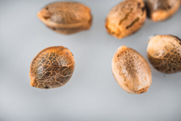 Macro view of cannabis seeds.