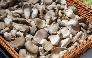 basket of mushrooms