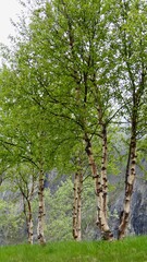 Fototapeta na wymiar Birken am Wegesrand in Norwegen