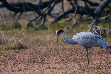 Obraz na płótnie Canvas An isolated Sarus Crane ( Grus antigone) is a nonmigratory bird , taken in Keoladeo national park