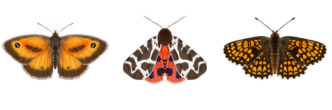 Gatekeeper, Garden Tiger moth, Heath Fritillary Butterflies