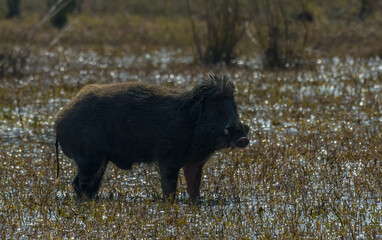 Indian wild boar or wild pig in Keoladeo national park