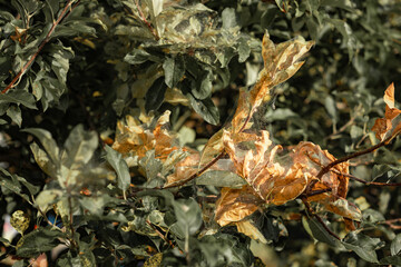 Dry autumn leaves covered with cobwebs, close-up. Wildlife of insects