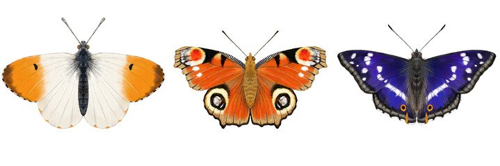 Orange Tip, Peacock, Purple Emperor Butterflies