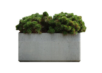 Decorative coniferous bush in a concrete pot