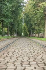 tory w alei drzew © siwyk