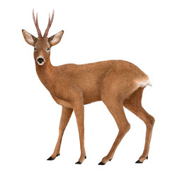 Roe Deer © Colin Rowe