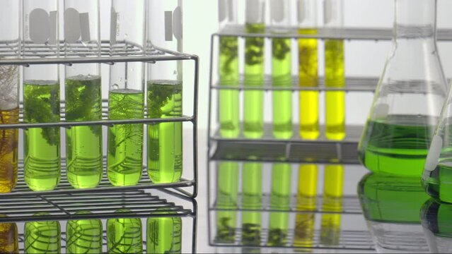 Scientists are researching algae energy for reliable biofuel source.
