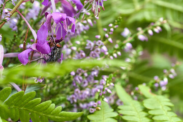 Flesh fly in bouquet of flowers taken while feeding. Pink flowers and green leaves