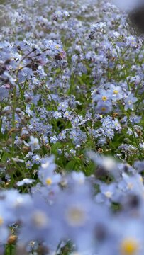 flowers in the morning