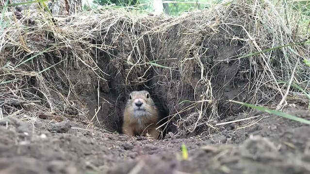 A funny fluffy ground squirrel comes out of its burrow and then timidly hides back into the burrow. Cute fat gopher in his burrow looks at the camera