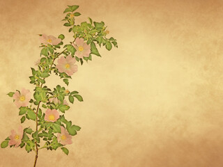 Branch of wild rose with pink flower on old paper background