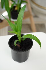 Pandanus is houseplant in a pot. palm with a short brown trunk and long leaves with spikes. spiral palm. sale and cultivation of house plants.