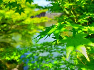 Fototapeta na wymiar 和歌山市の観光地、史跡和歌山城の日本庭園紅葉谷庭園の青い紅葉と池が美しい晴れた初夏の日の自然風景（コピースペースあり）