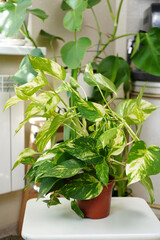 Epipremnum golden. deciduous climbing houseplant in a pot. scindapsus. cultivation and sale of...