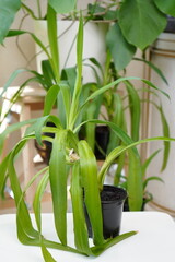 Pandanus is houseplant in a pot. palm with a short brown trunk and long leaves with spikes. spiral palm. sale and cultivation of house plants.