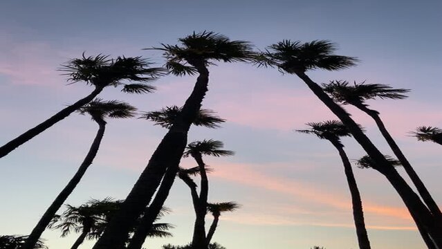 palm trees at sunset
