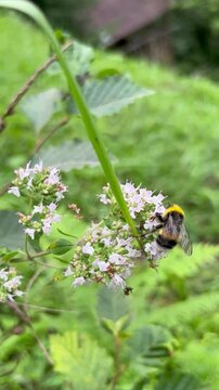 bee on a flower