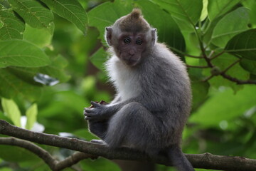 Small monkey sitting on branch in tropical jungle on the island of Bali, Indonesia (Monkey Forest)