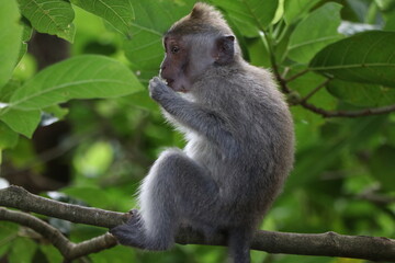 Naklejka na ściany i meble Small monkey eating in tropical jungle on the island of Bali, Indonesia (Monkey Forest)