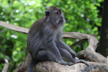 Naklejka na ściany i meble Monkey sitting and gazing off in the distance in tropical jungle on the island of Bali, Indonesia (Monkey Forest)