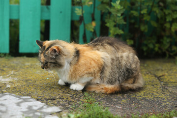 A long-haired calico cat with a bright coat color is sitting in the yard.