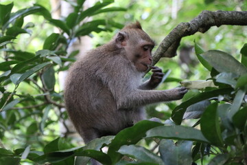 Monkey eating in tropical jungle on the island of Bali, Indonesia (Monkey Forest)